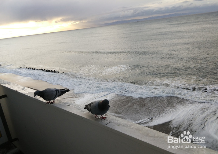 一条性价比爆棚的万元以下日本北海道观雪路线