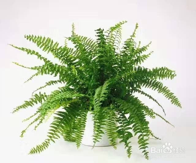 在厨房养这几种植物，再也不用担心吸油烟啦