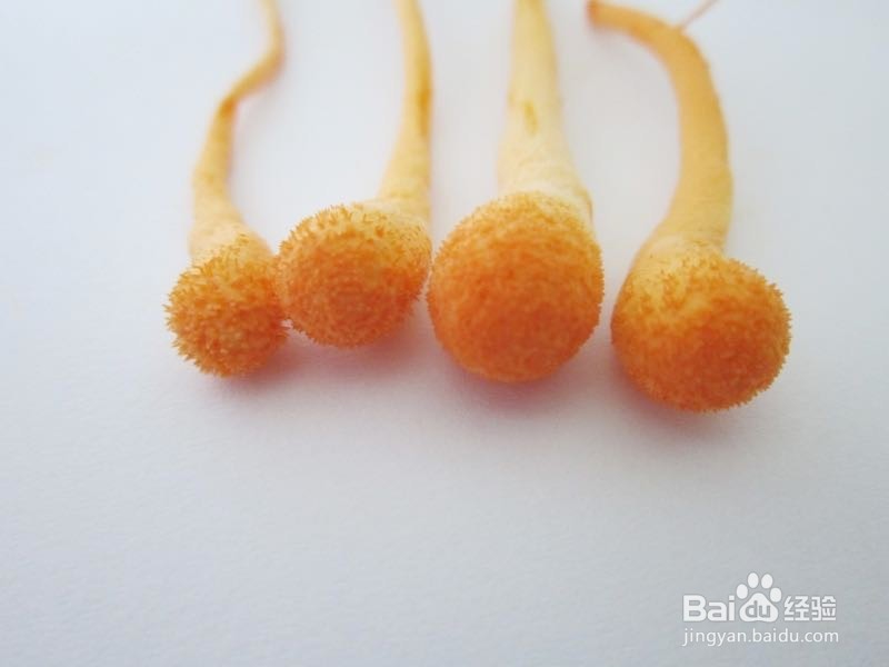 怎么判断富硒蛹虫草茶的品质好坏？