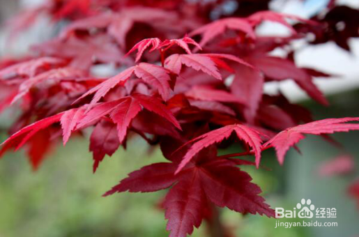 红枫的养殖方法和注意事项