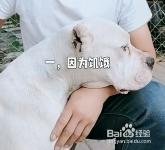 狗狗为什么吃便便？