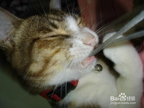 猫咪咬电线怎么办