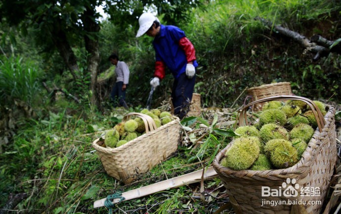 国庆过后，到长沙乡村怎样找农村人的乐子！！！