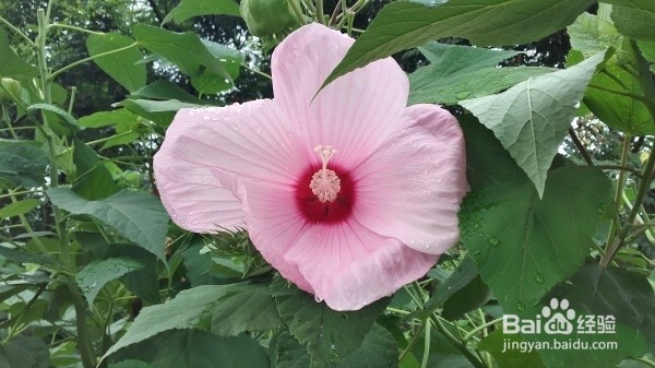 SAMSUNG 三星 J3 Pro体验报告