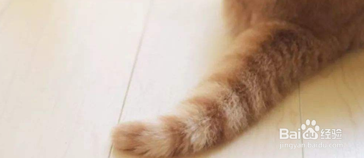 有哪些事情是不能对猫咪做的？