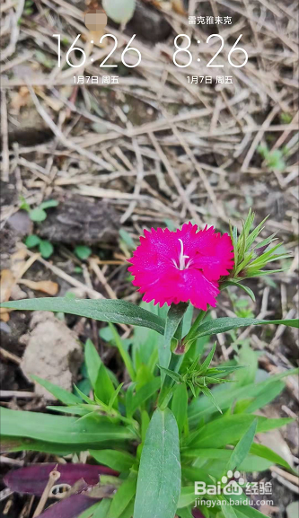 小米手机把照片设置为屏息壁纸？