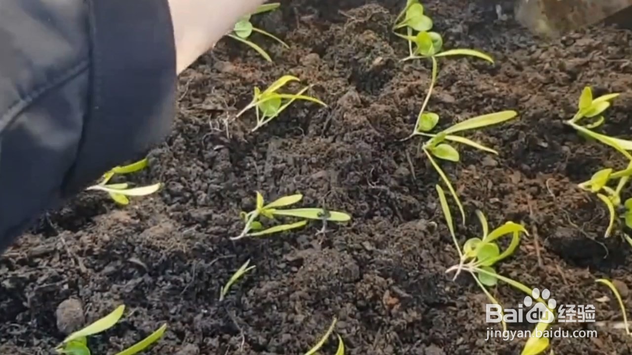 菠菜的种植方法和时间