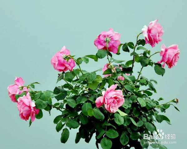 月季树的嫁接方法及之后的管理？