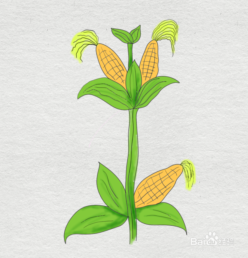 一株玉米简笔画图片