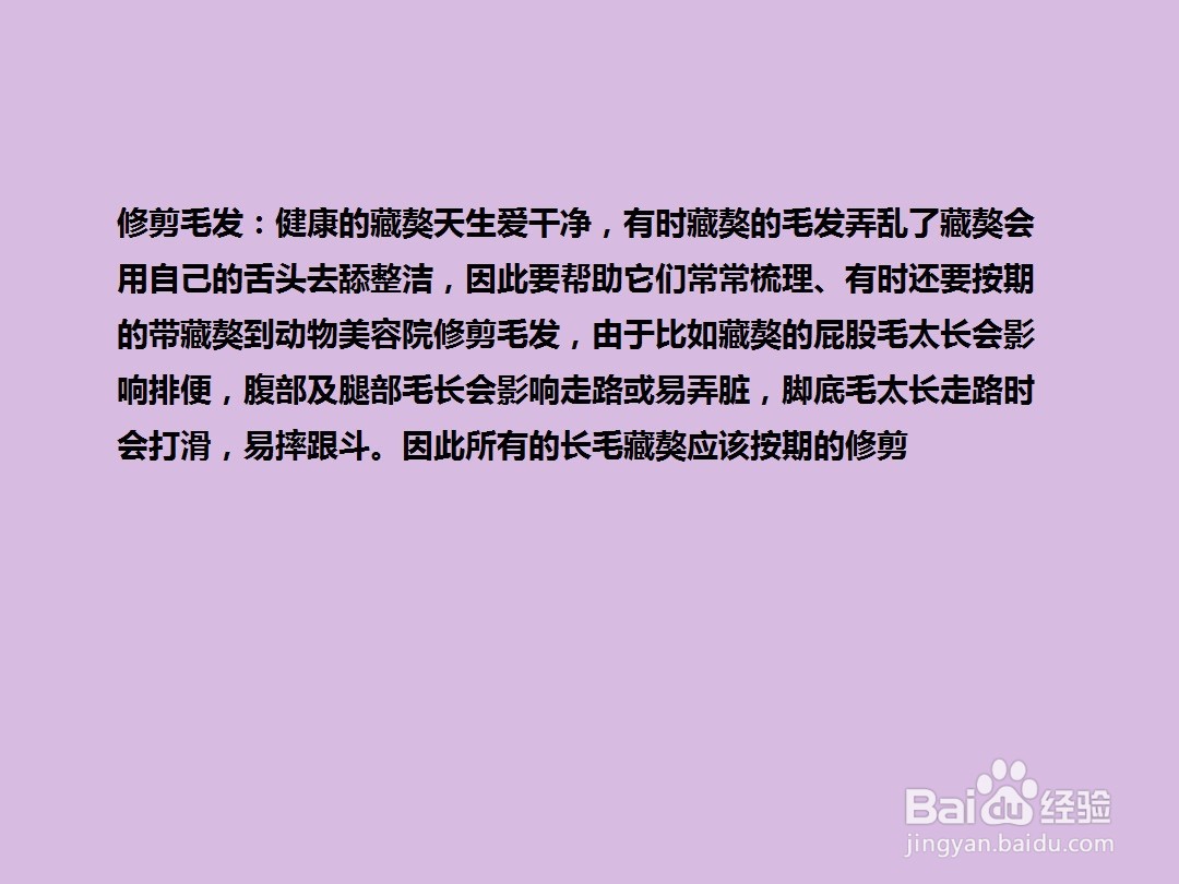 如何给藏獒犬“美容”？