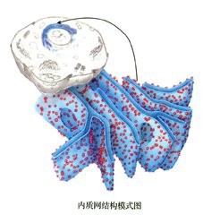 真核细胞的各类细胞器