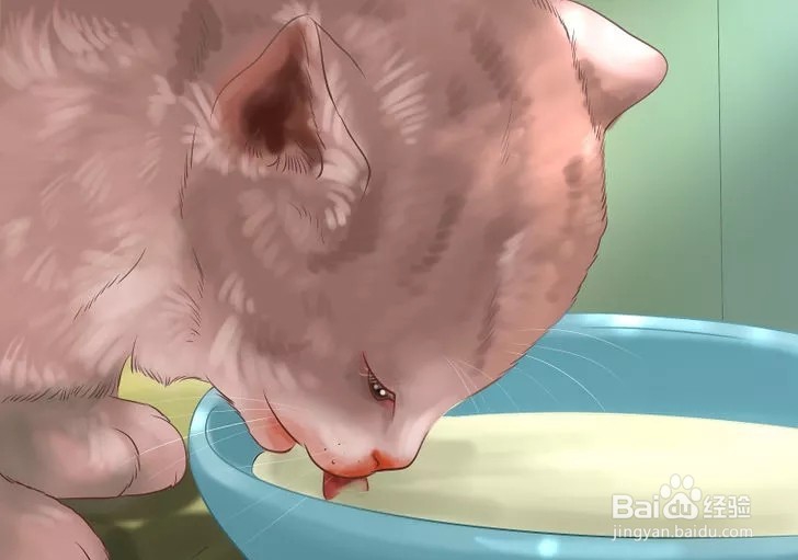 怎样照顾幼猫？