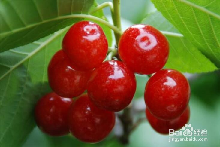 泸定有什么特色好吃的