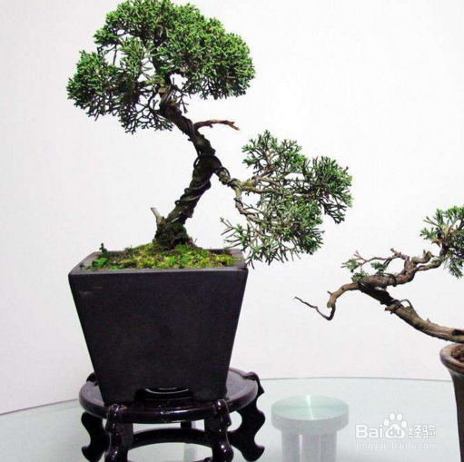 养殖花草招小虫子怎么办?