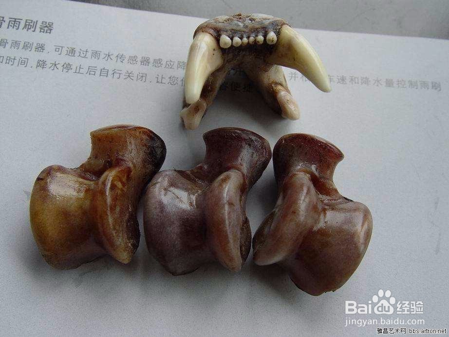 狼髀石如何辨别左右?