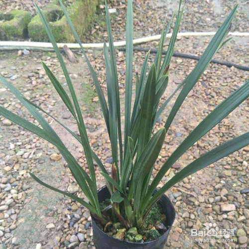 卡图红剑的养殖方法和注意事项