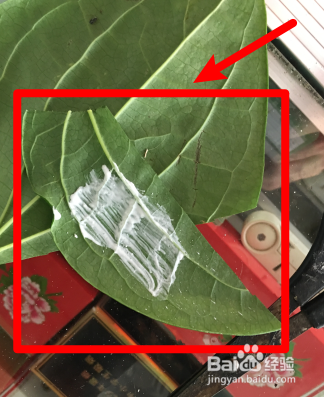 怎么卷海南槟榔叶