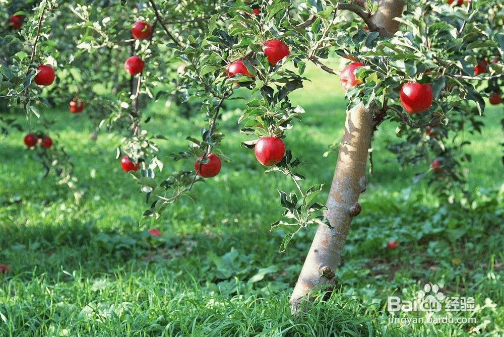 生态果园利用太阳能杀虫灯开展绿色防控