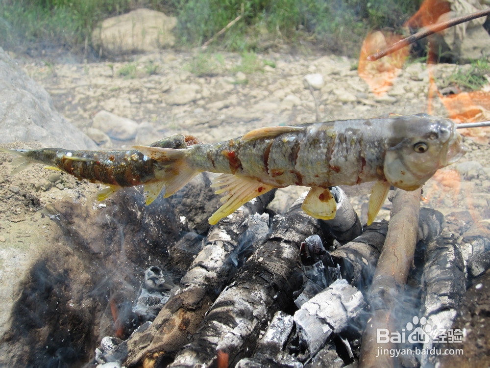 怎样捕捉刁子鱼又怎样用它来烧烤?