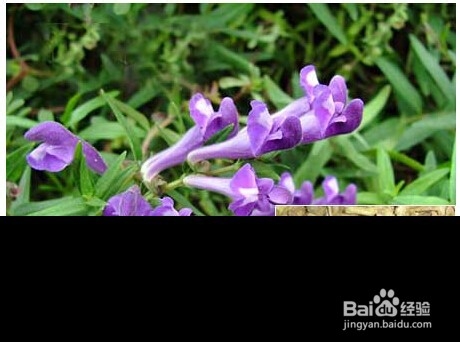 黄芩的鉴别方法