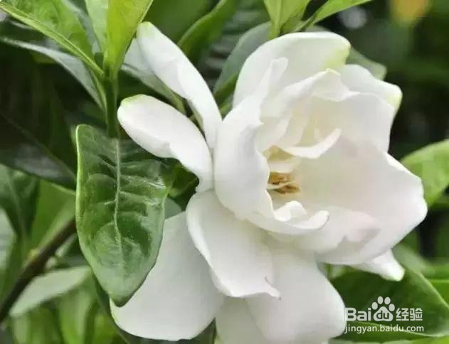 花怎么养在花瓶里