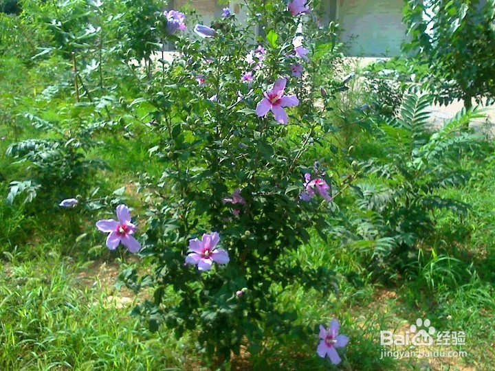 木本矮棵树花怎样养护