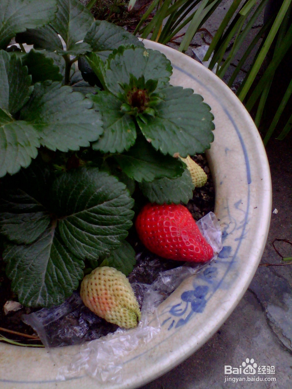 如何简单种植草莓