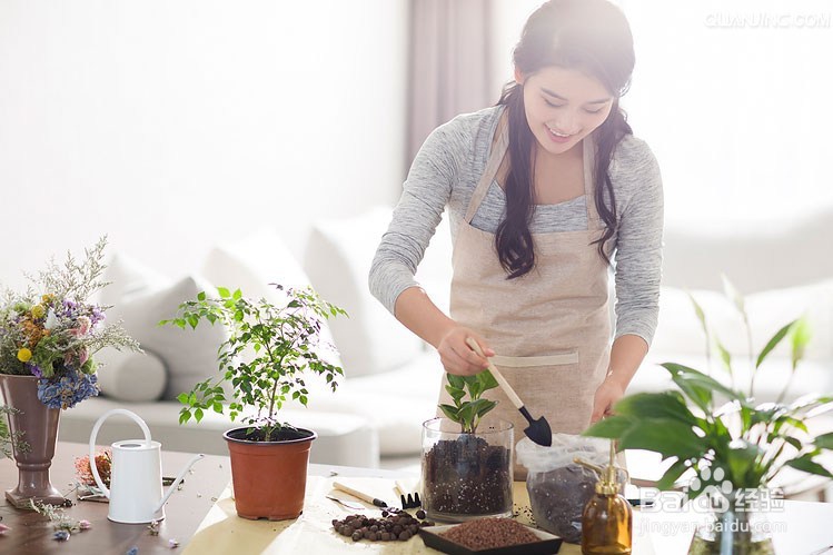 家里一定要摆放这几种绿植，保你财旺，运气旺