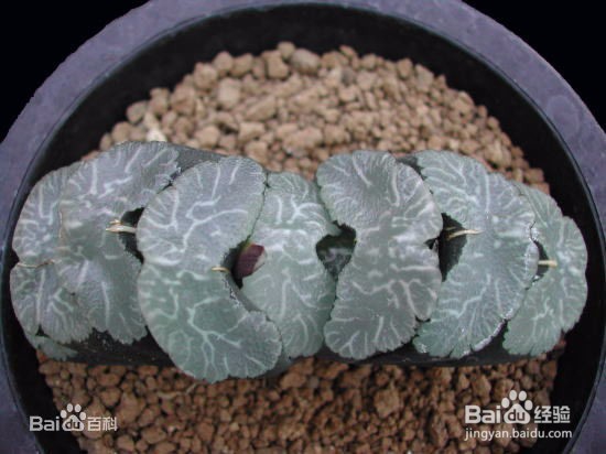 办公场所盆栽选择