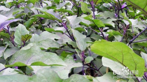 茄子种植时间和方法