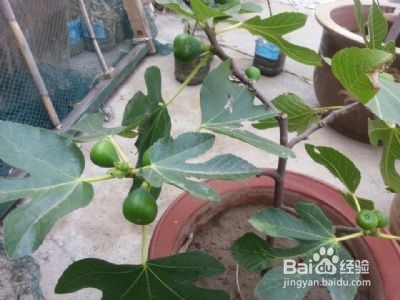 阳台适合种植的水果