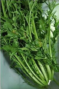 怎样自己腌咸菜