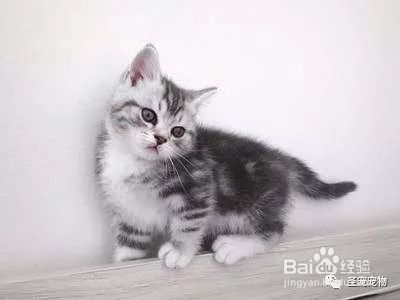 猫传腹到底是什么病？为何如此可怕？怎样才能有效预防