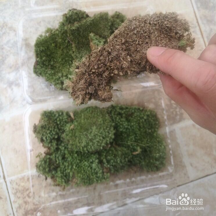 假山上的青苔如何培育