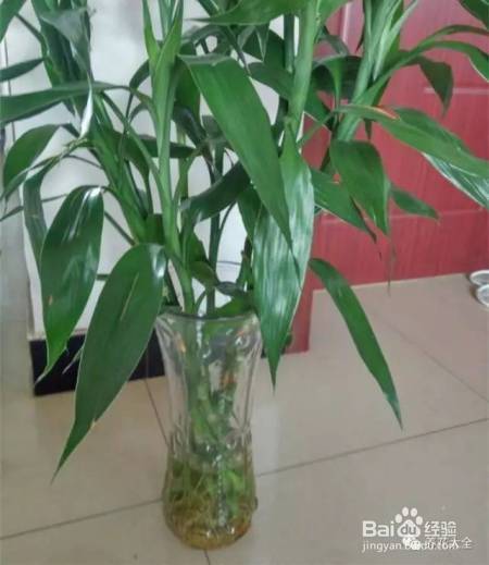 99%的花都死于这1点，看了保花不死！