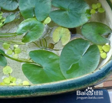 一叶莲叶子边缘黑了怎么办