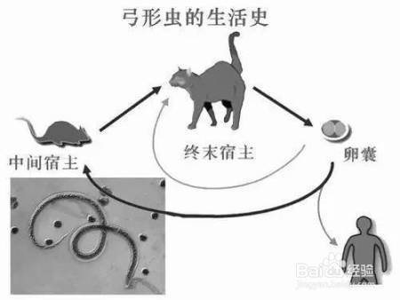猫咪那么萌，怎么可能害你精神分裂了？我来为大家科学辟谣啦！