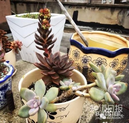 双十一剁手的钱省下来，可以建一个多肉花园了！