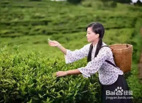 南方谷雨摘茶习俗是为了