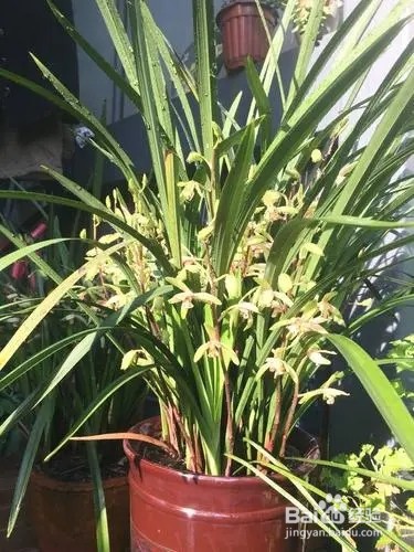 如何让兰花开花窍门