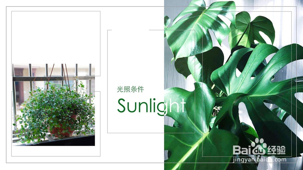 千叶吊兰的养护方法