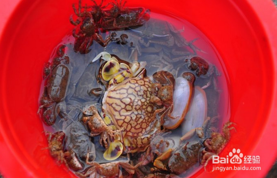 日照赶海好去处-日照旅游攻略