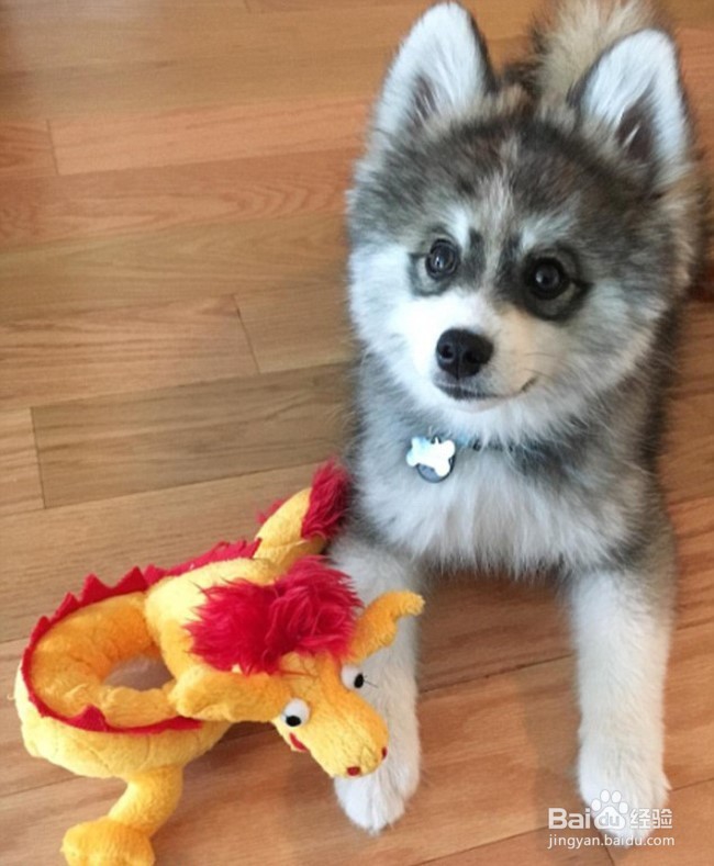 颜值超高的诺曼，想要一个嘛