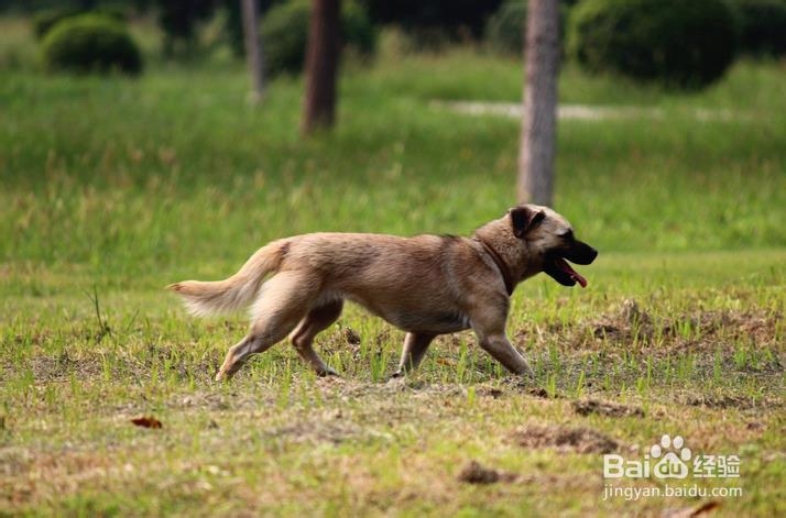 狗粮怎么喂——科学合理喂食