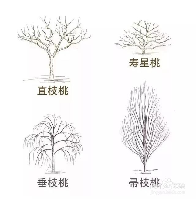 10种桃花开,惊艳了整个春天,每一种都值得养!