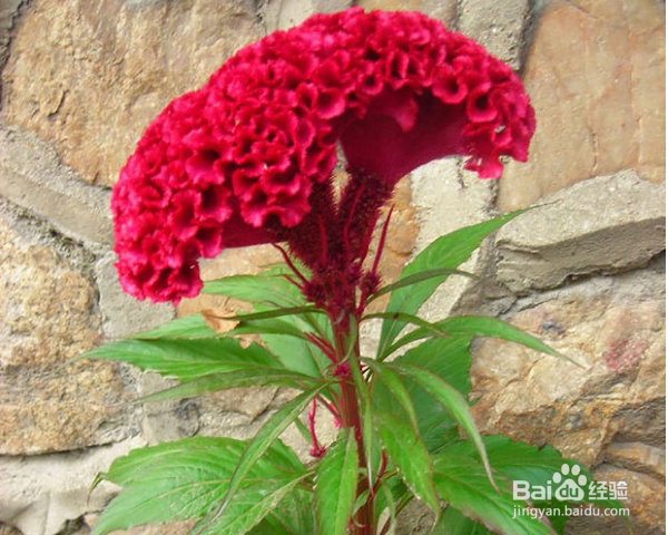 怎么养殖鸡冠花？