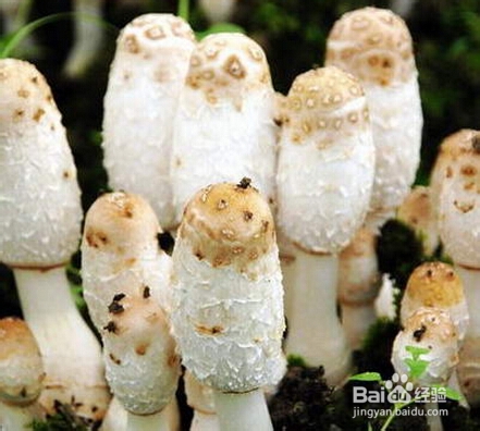 各种蘑菇知识科普