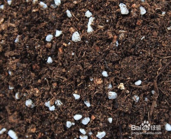 仙客来烂根怎么办?