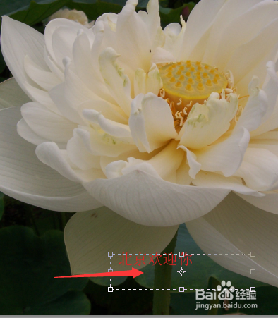 怎么用在图片上在图片上添加文字