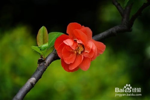 西府海棠花怎么养